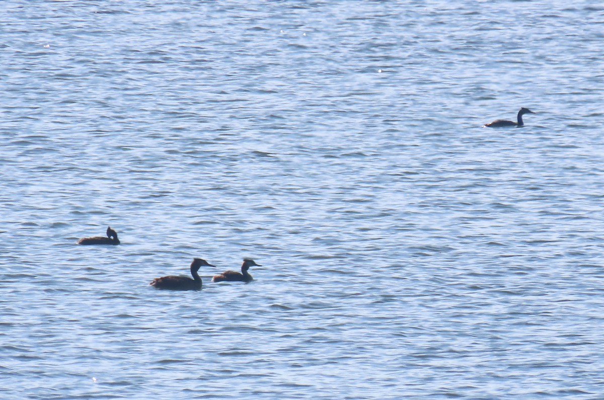 Great Crested Grebe - הלל נחמן