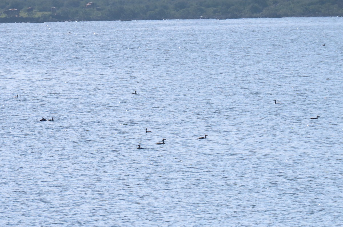 Great Crested Grebe - ML621865232