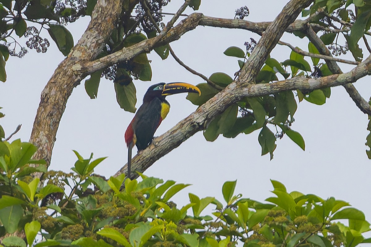 Chestnut-eared Aracari - ML621865253