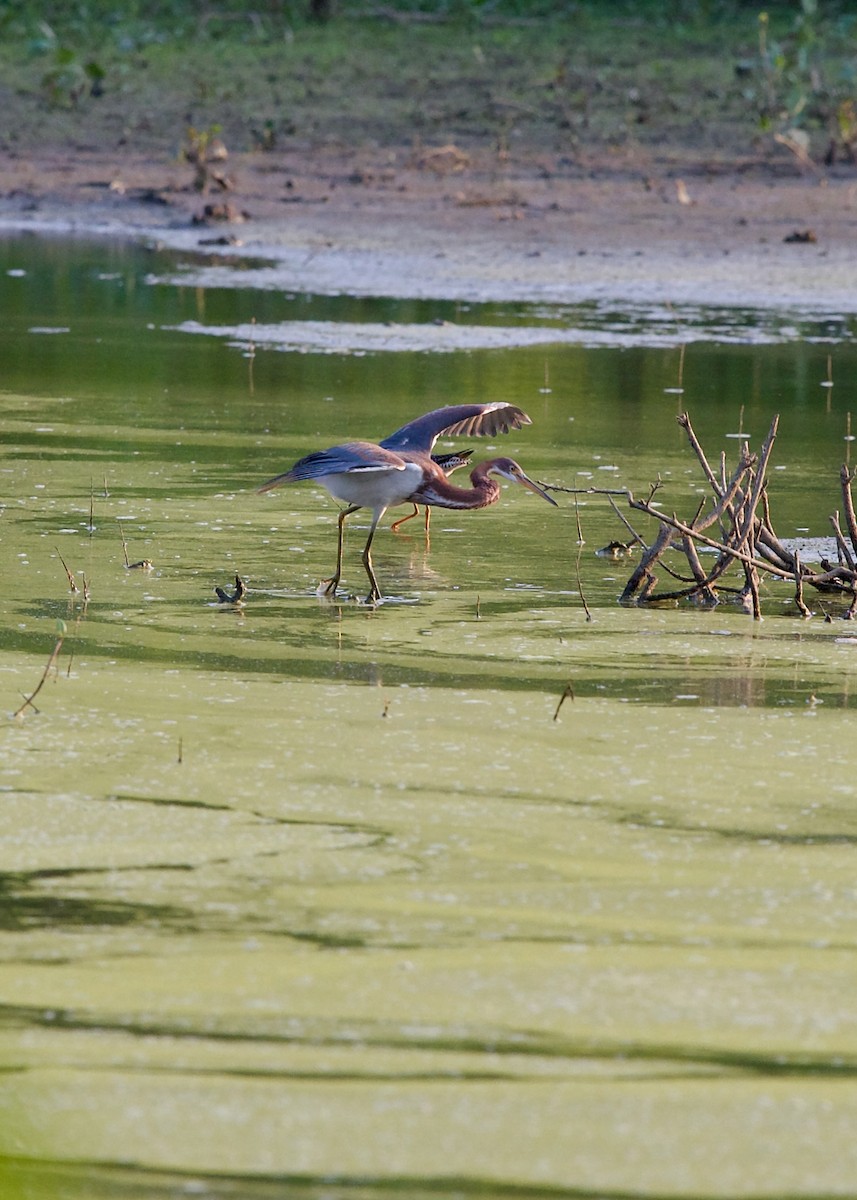 Tricolored Heron - Jon Cefus