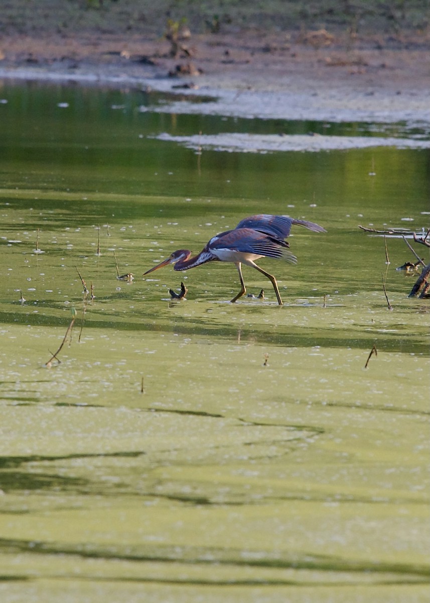 Tricolored Heron - ML621865261