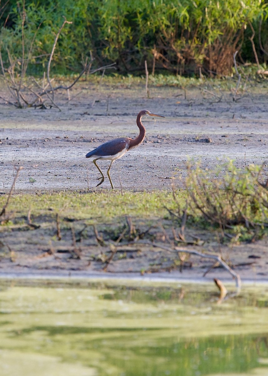 Tricolored Heron - Jon Cefus