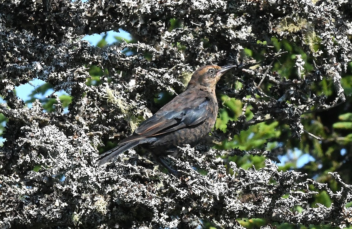 Rusty Blackbird - ML621865284