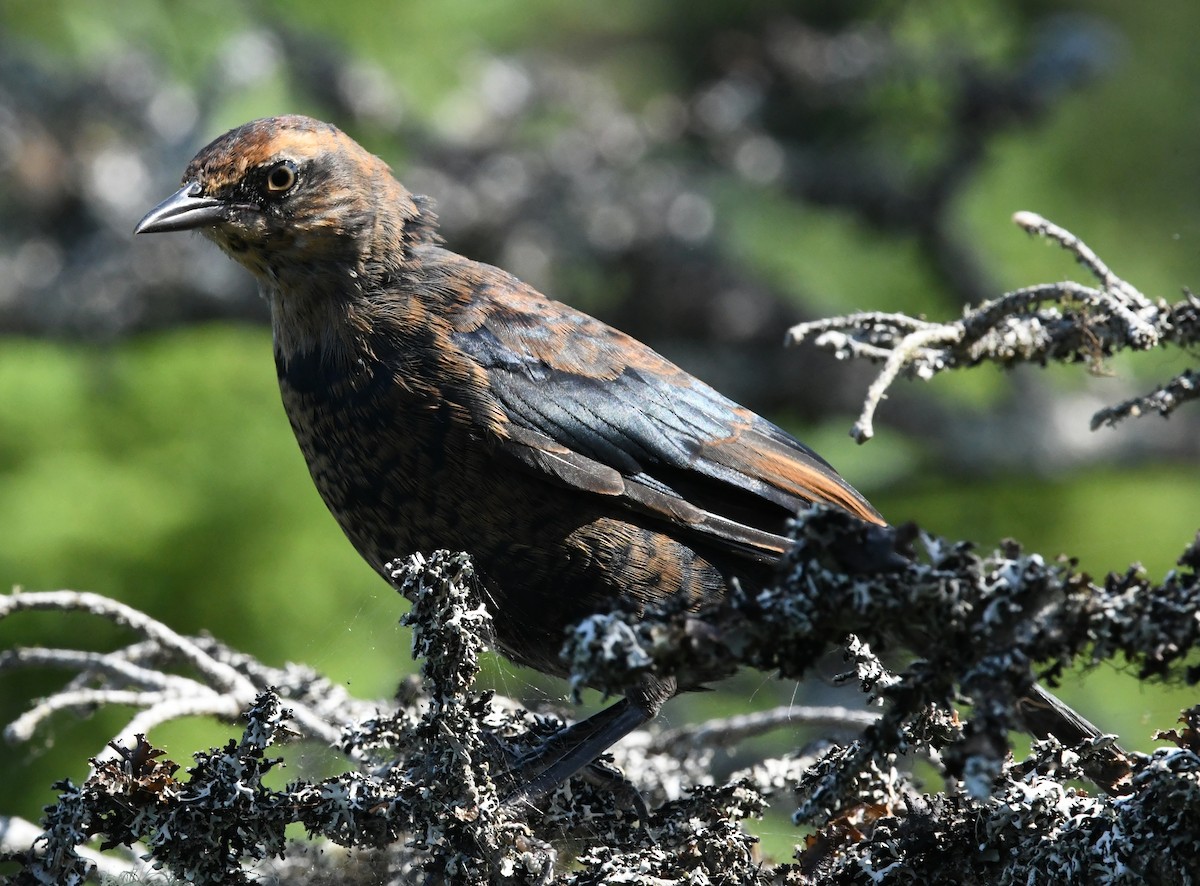 Rusty Blackbird - ML621865285