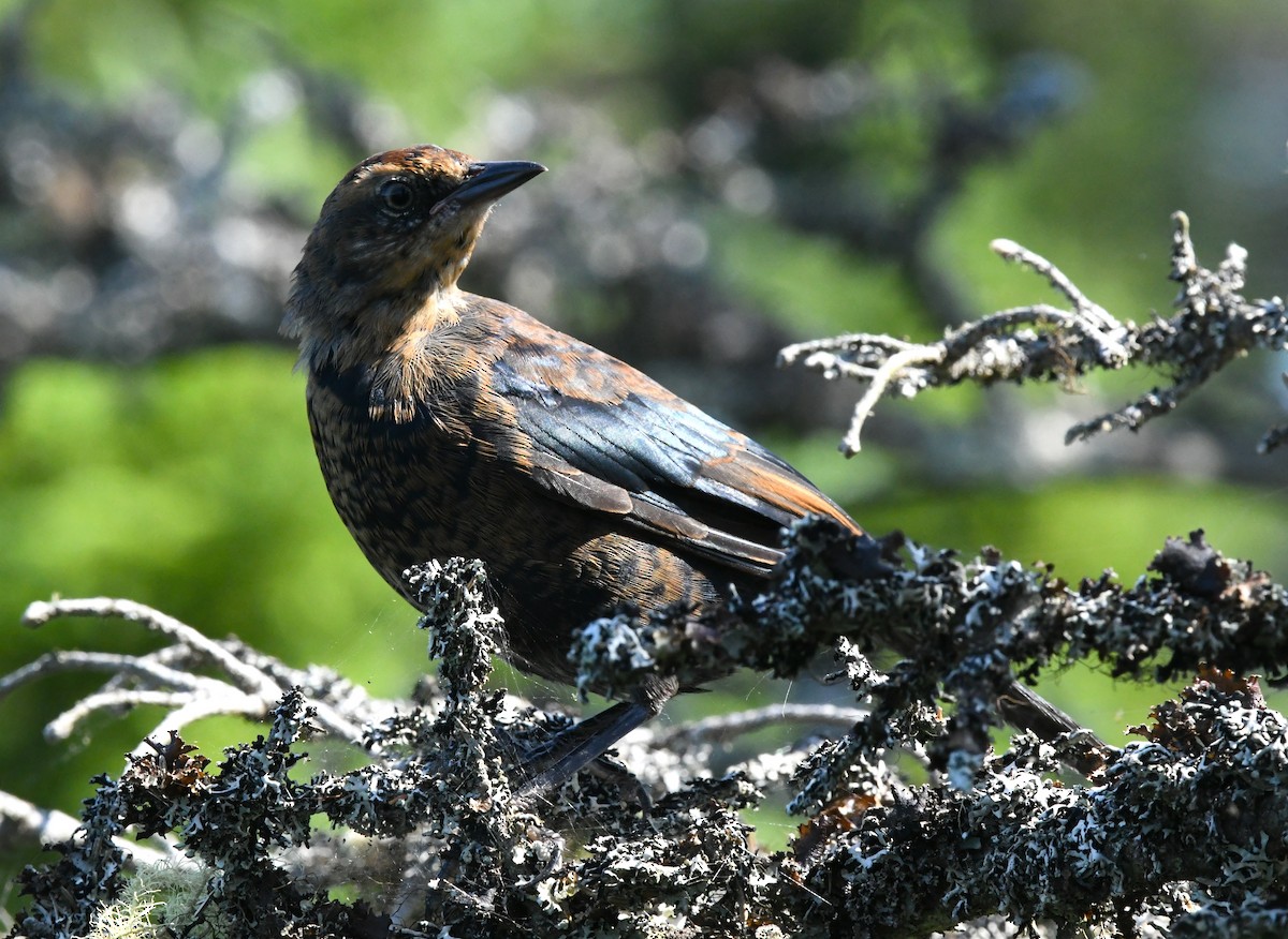 Rusty Blackbird - ML621865286