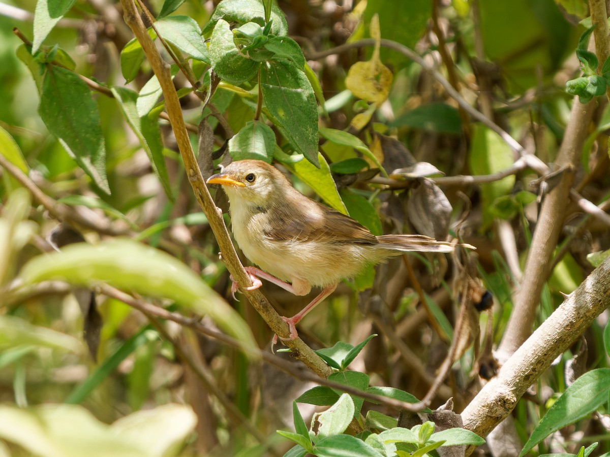 Siffling Cisticola - ML621865335