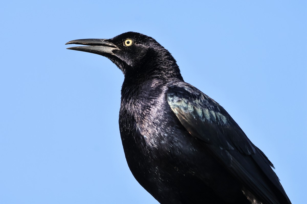 Great-tailed Grackle - Jon  Sola