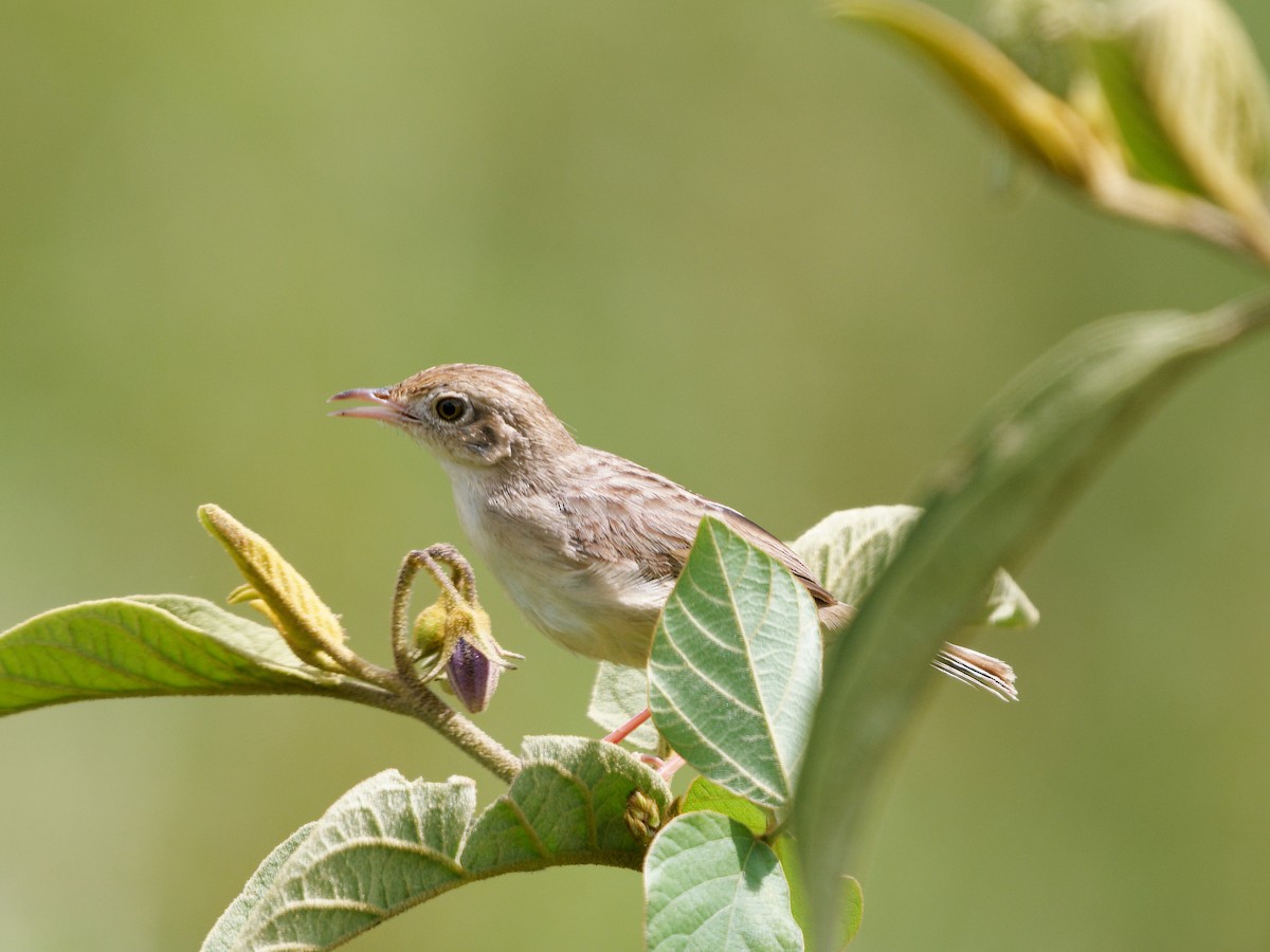 Siffling Cisticola - ML621865376