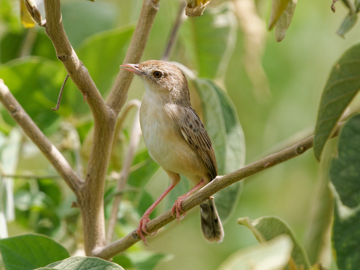 Siffling Cisticola - ML621865377