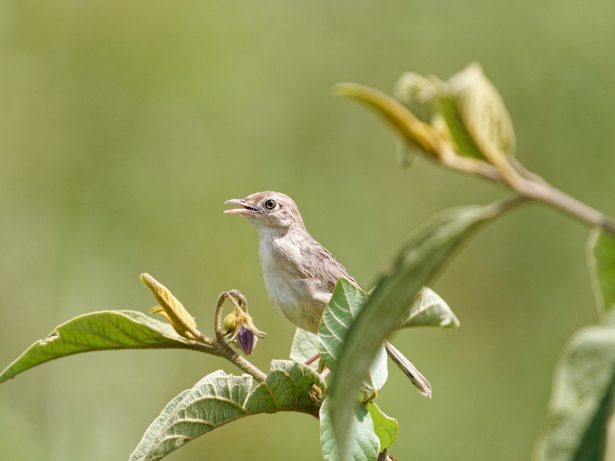 Siffling Cisticola - ML621865378