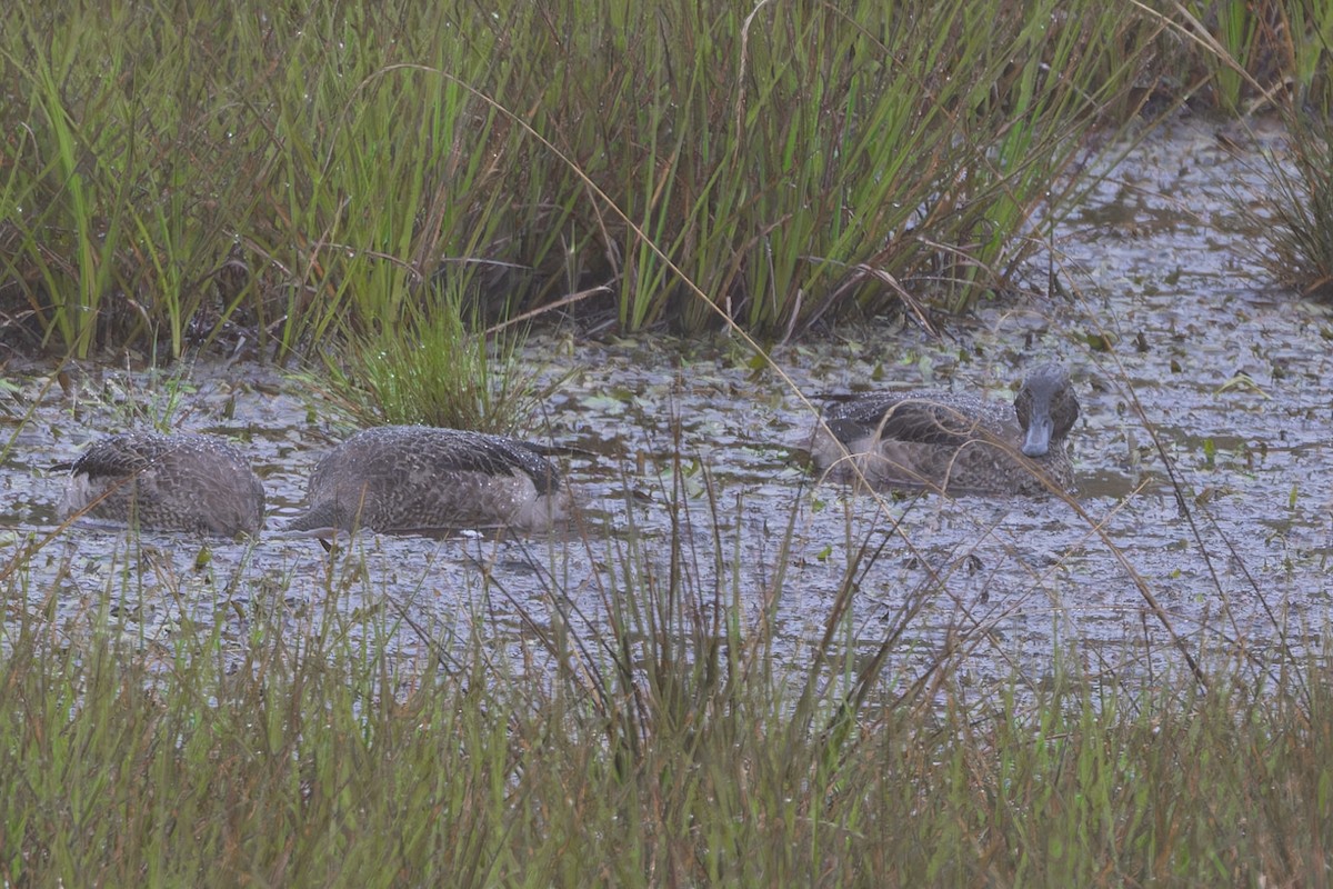 Andean Teal - ML621865385