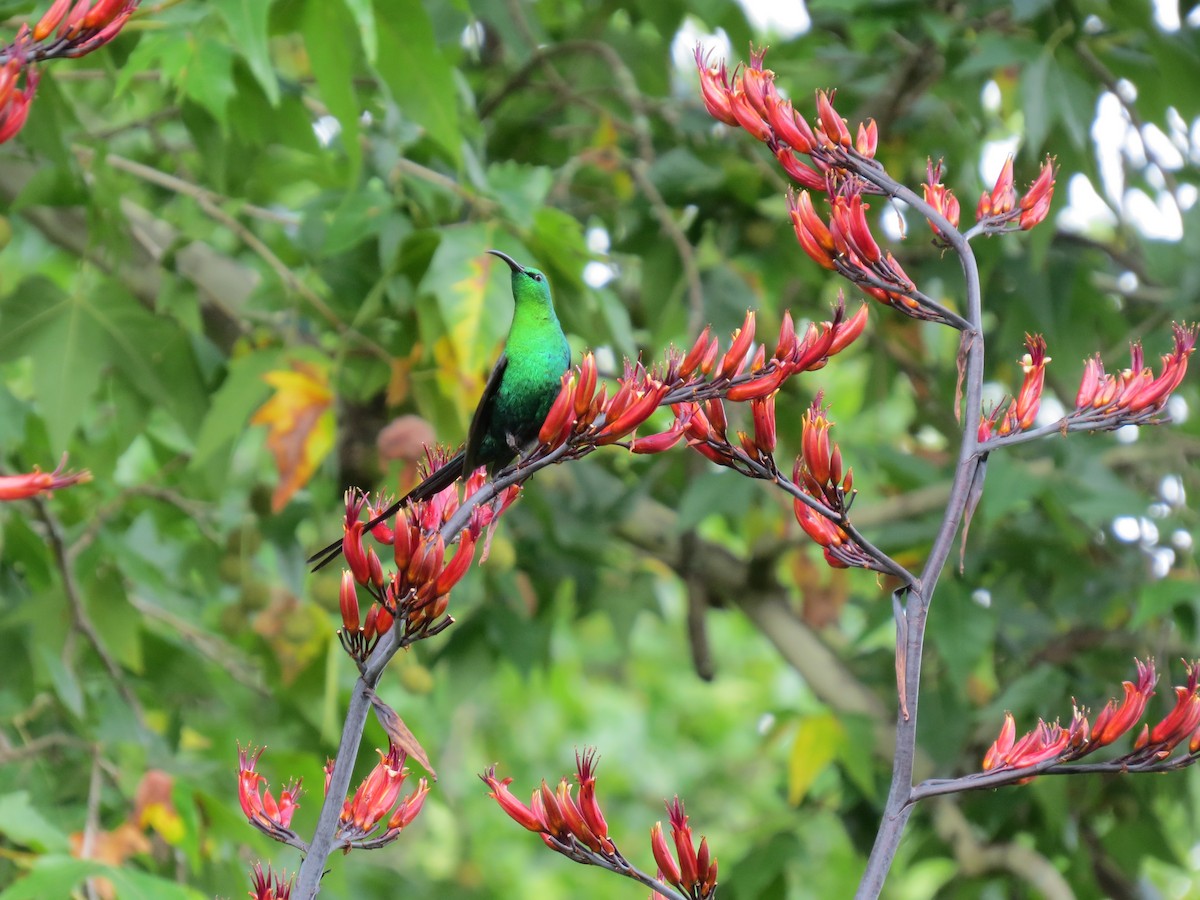 Malachite Sunbird - ML621865388