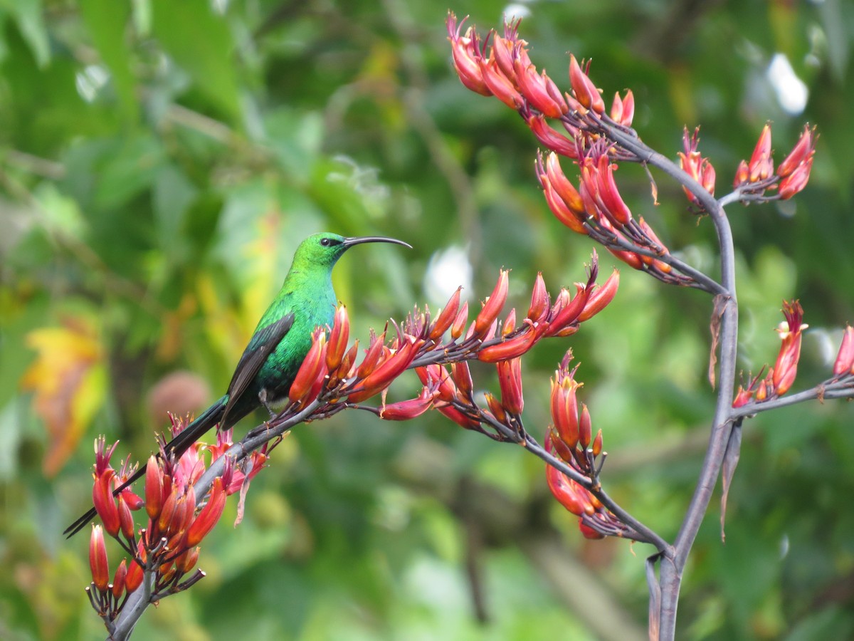 Malachite Sunbird - ML621865389