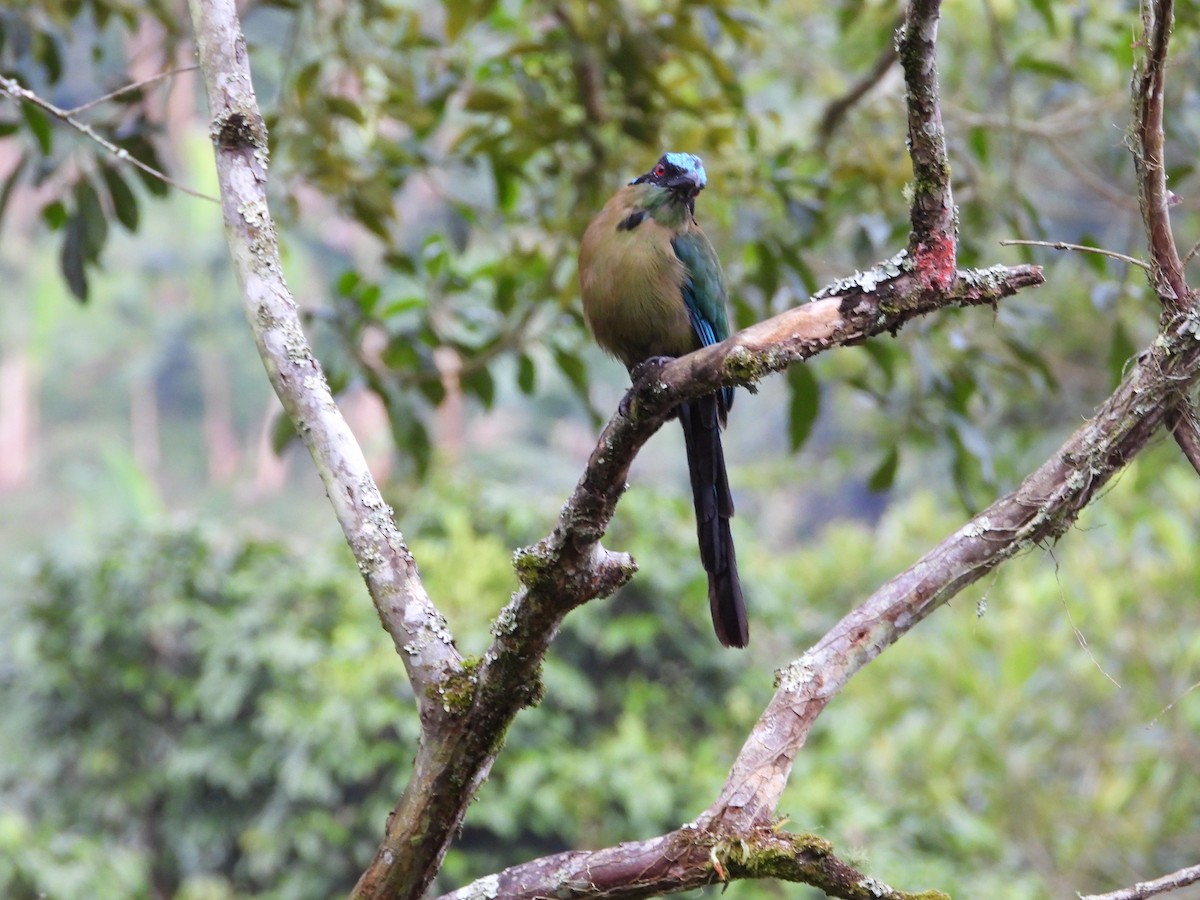 bergmotmot - ML621865390