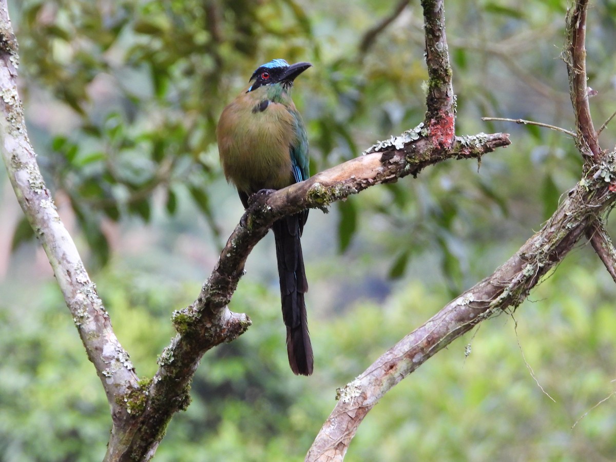 bergmotmot - ML621865393