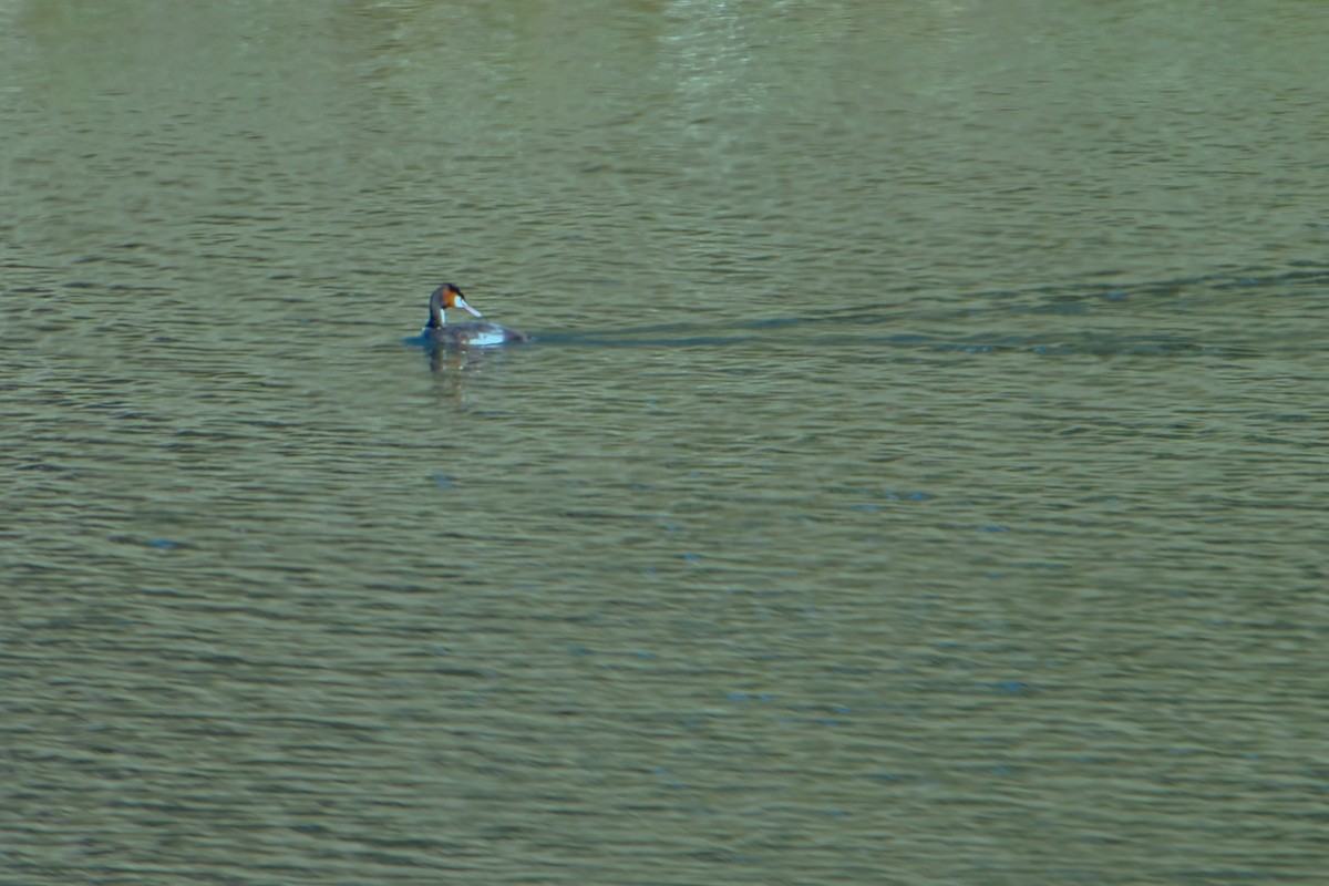 Great Crested Grebe - ML621865412