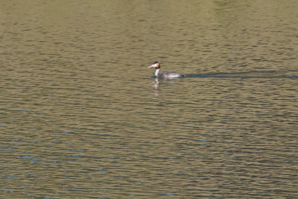 Great Crested Grebe - ML621865413