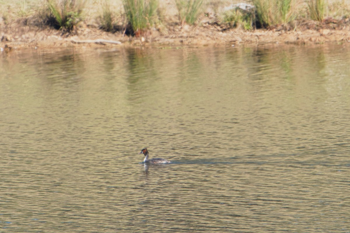 Great Crested Grebe - ML621865414