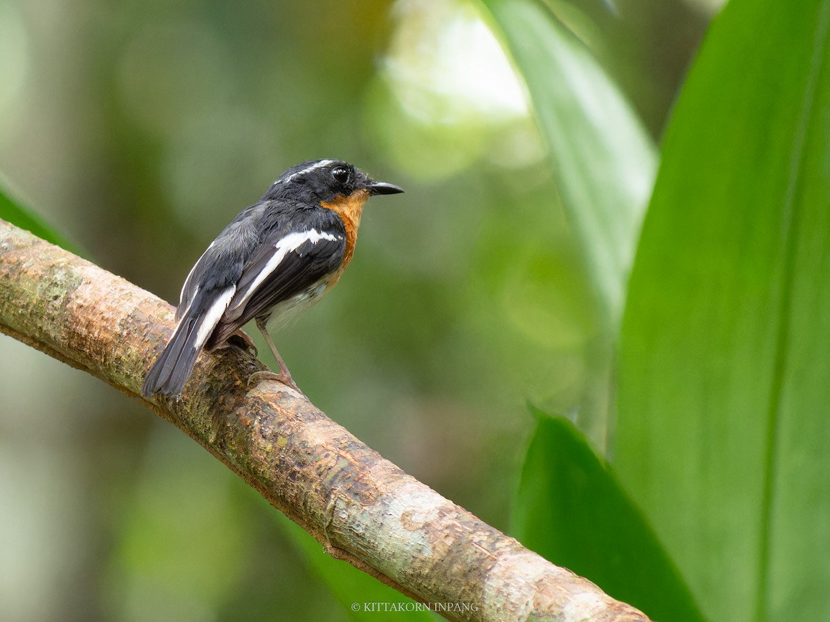 Rufous-chested Flycatcher - ML621865417