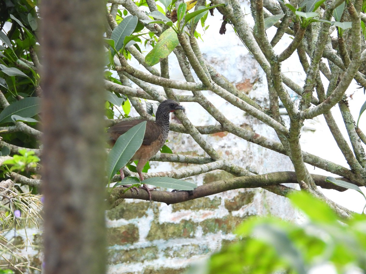 Colombian Chachalaca - ML621865529