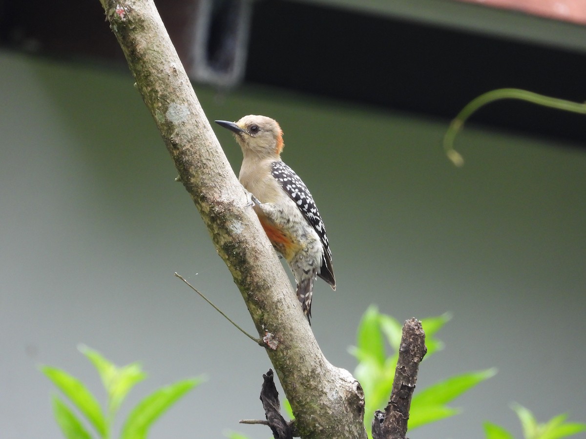 Red-crowned Woodpecker - biel miquel