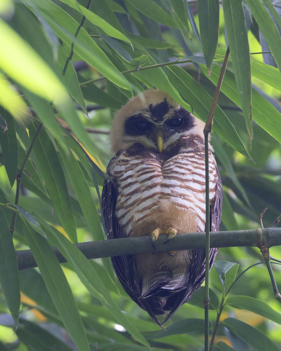 Band-bellied Owl - ML621865609