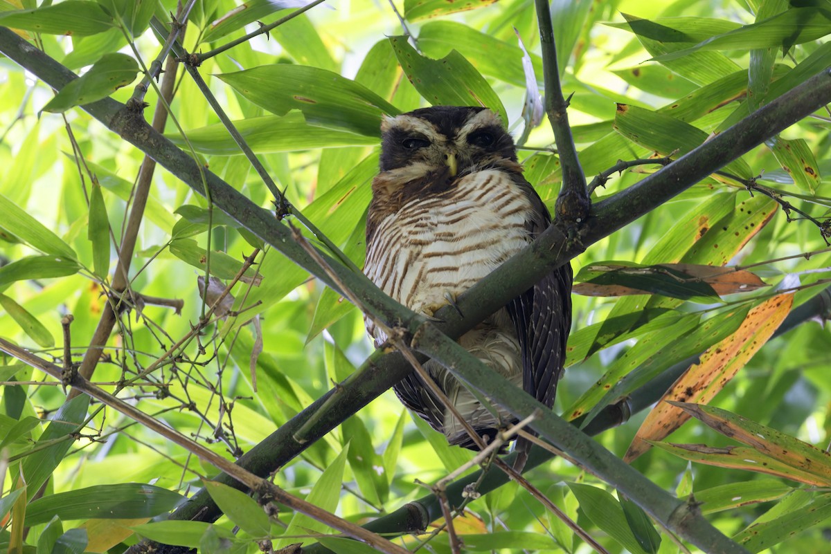 Band-bellied Owl - ML621865611