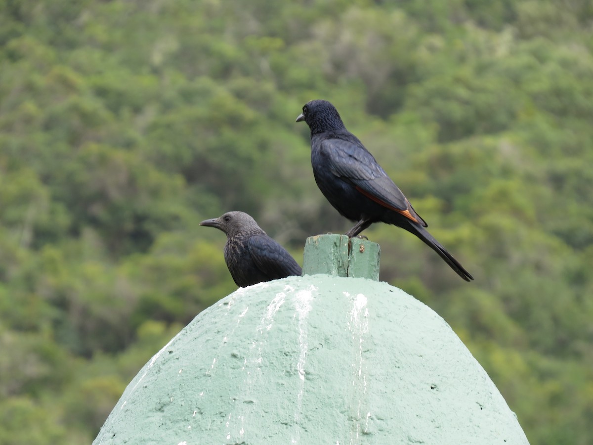 Red-winged Starling - ML621865633