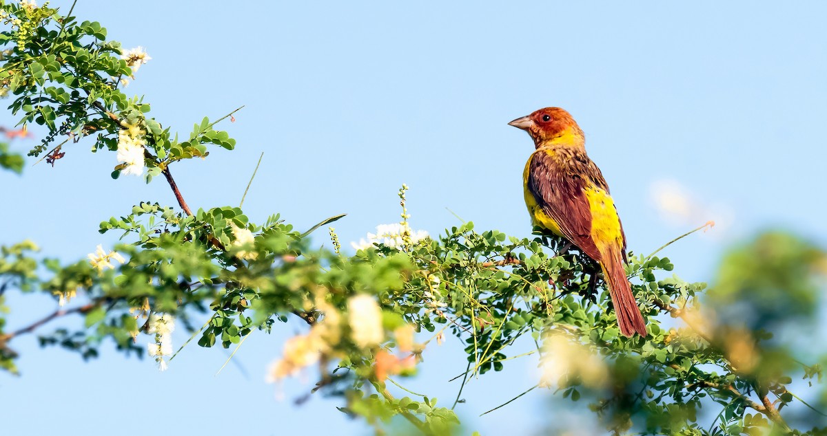 Red-headed Bunting - Omar Arshad