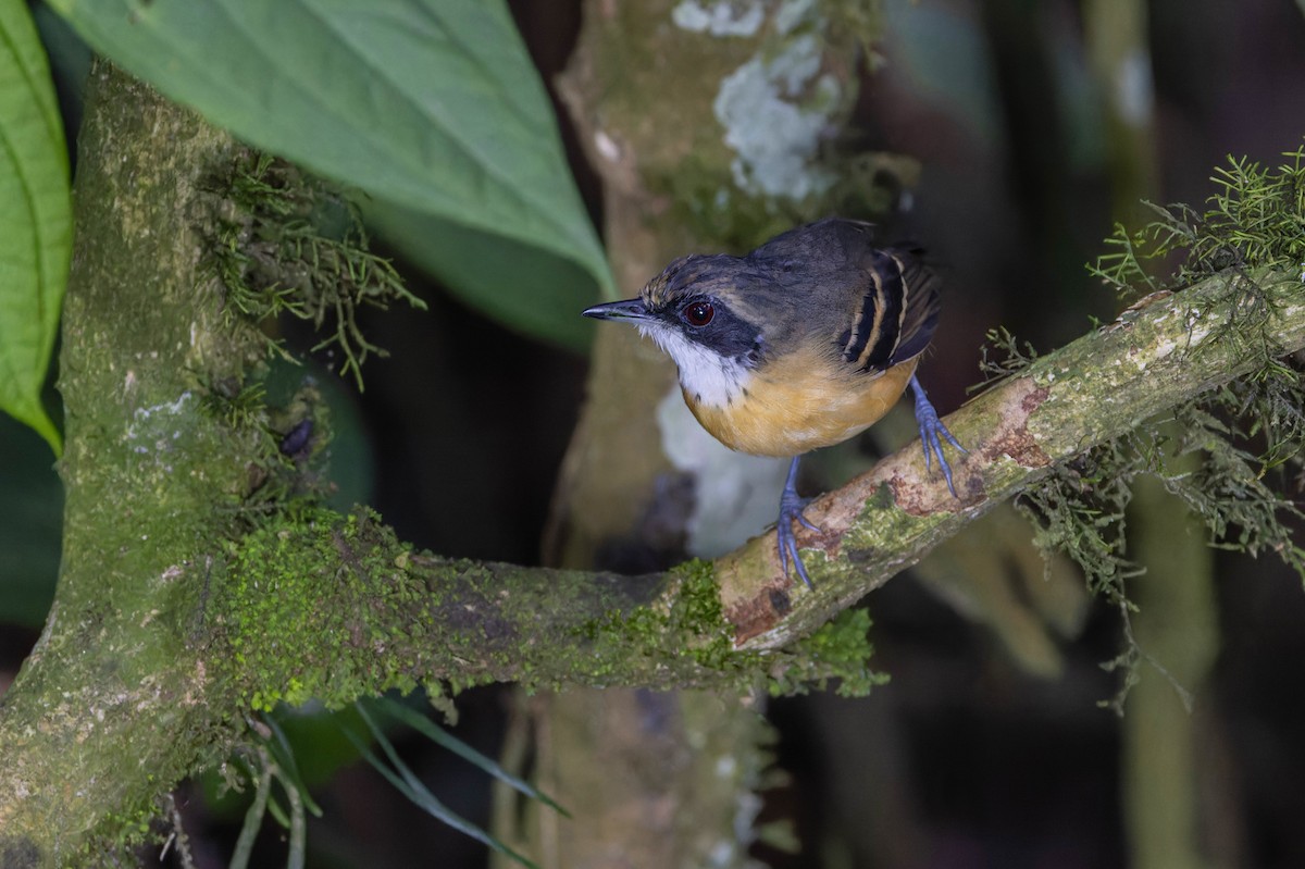 Black-faced Antbird - ML621865640