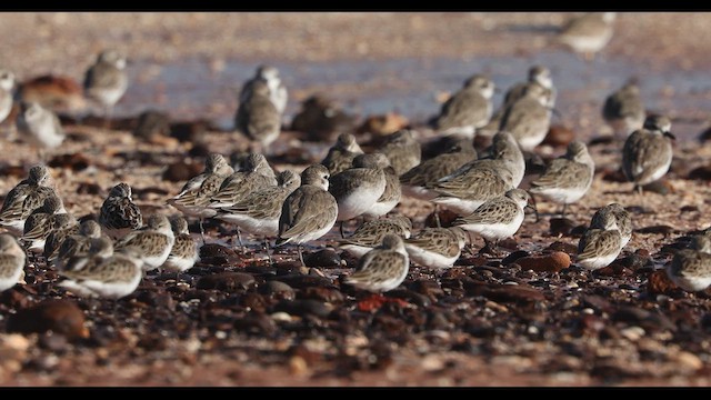 Tibetan Sand-Plover - ML621865701