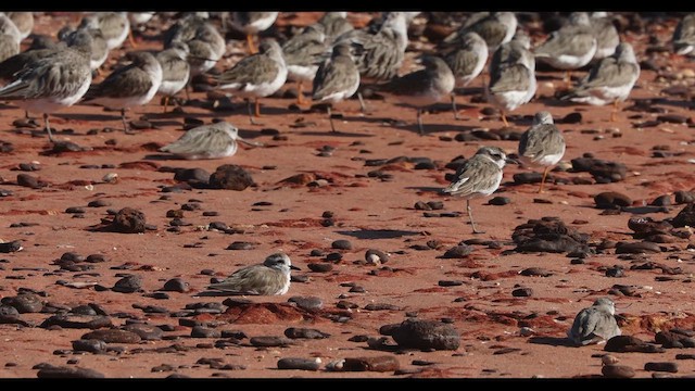 Tibetan Sand-Plover - ML621865702