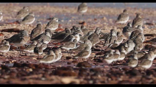 Tibetan Sand-Plover - ML621865703