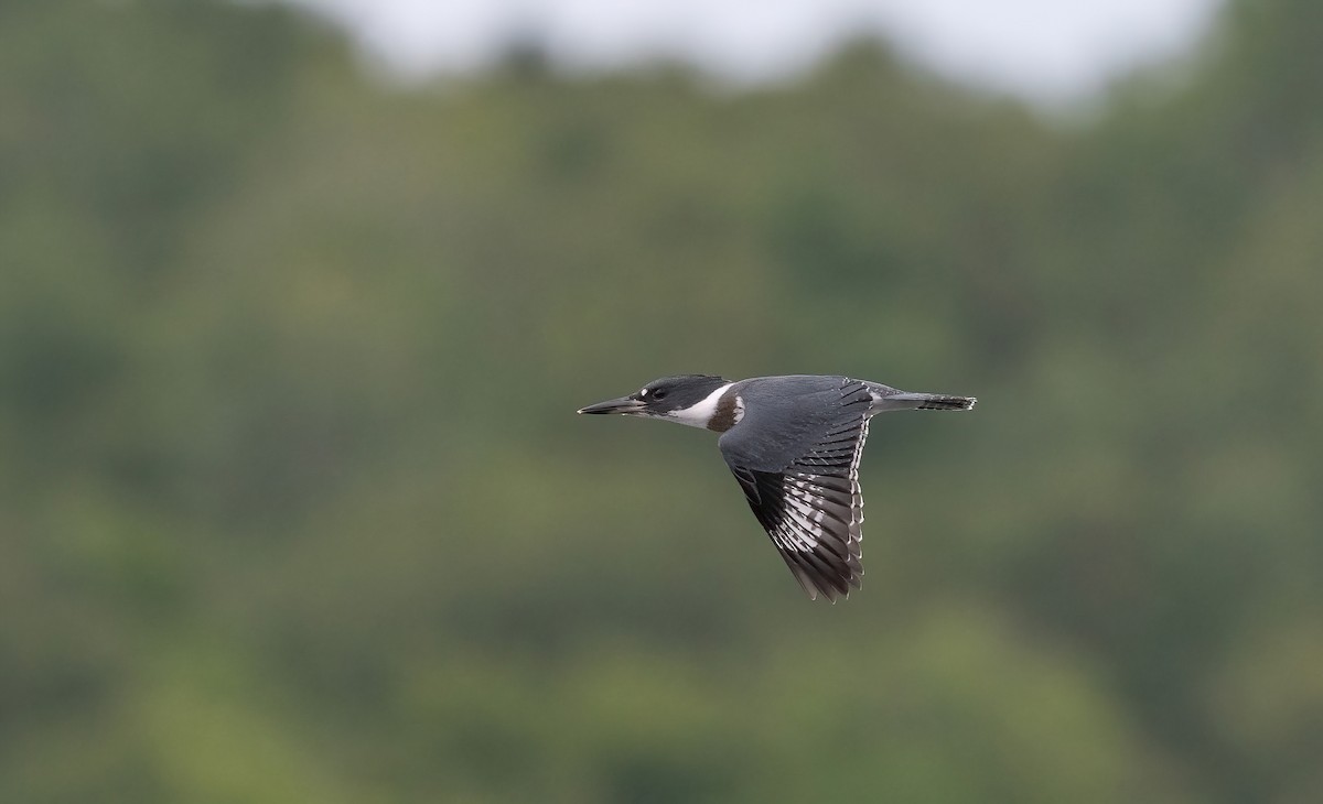 Belted Kingfisher - ML621865754