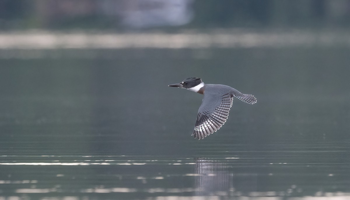 Belted Kingfisher - Annie Lavoie