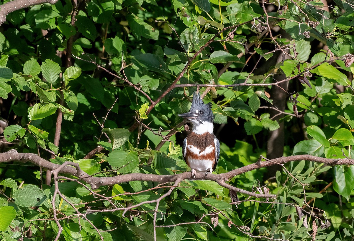 Belted Kingfisher - ML621865756