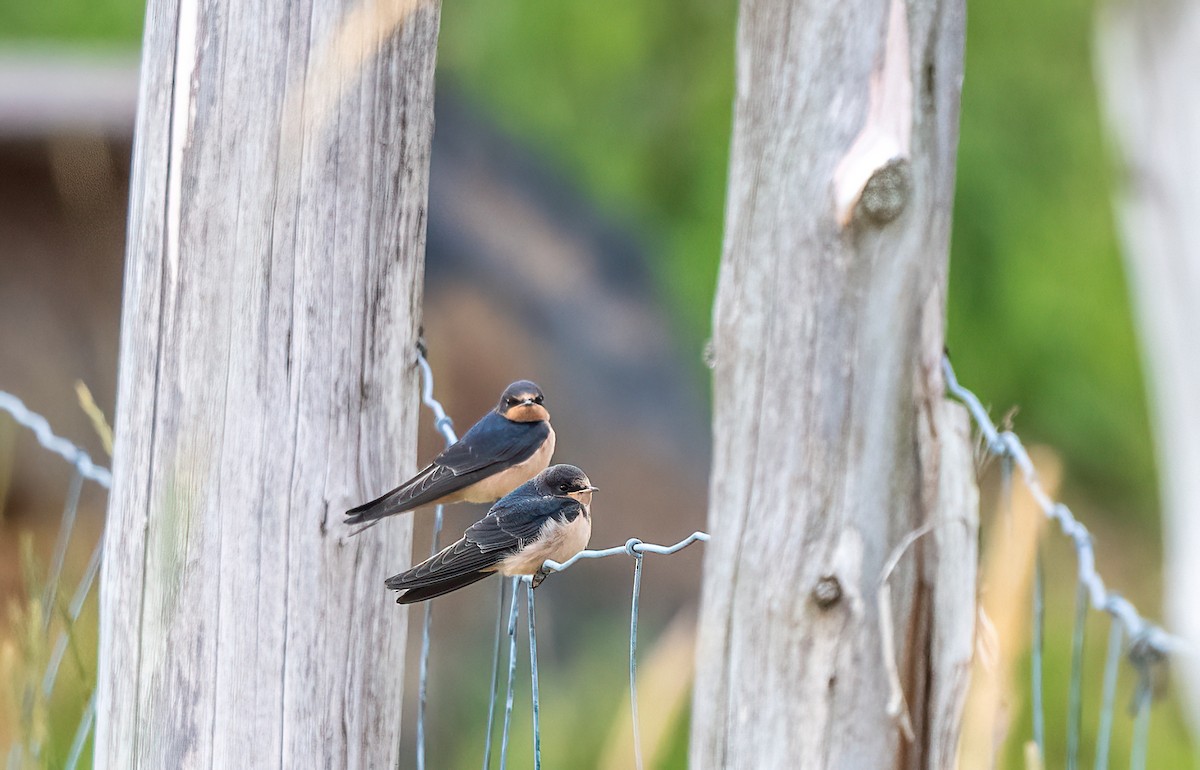 Barn Swallow - ML621865811