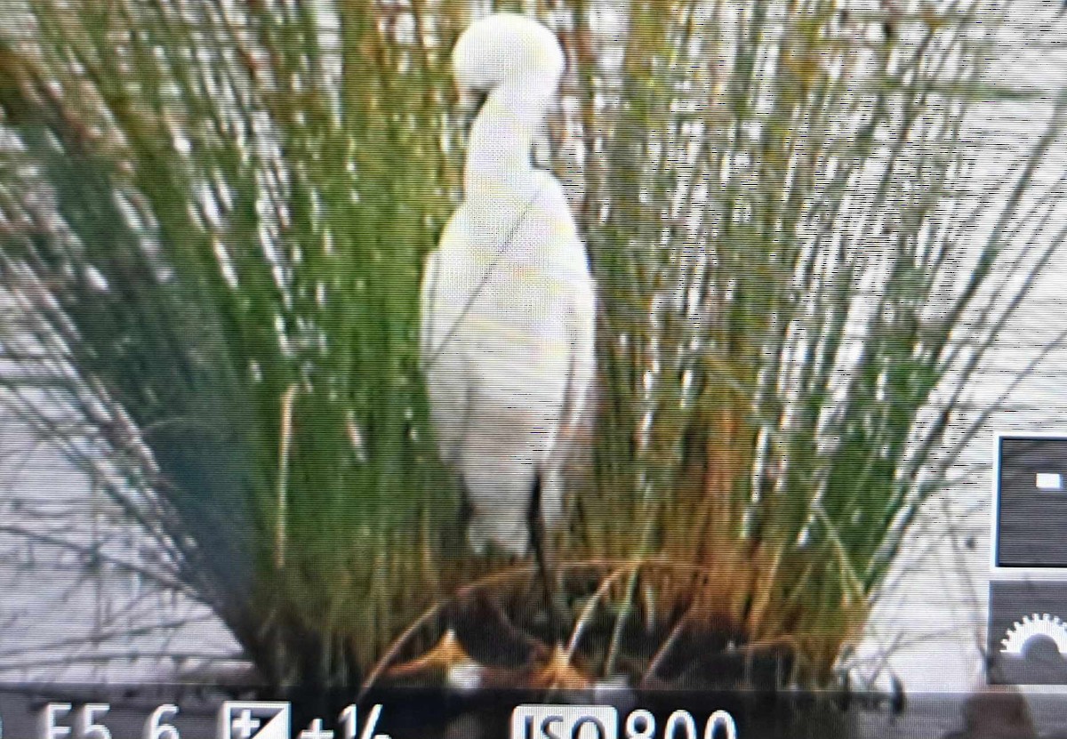 Little Egret - ML621865834