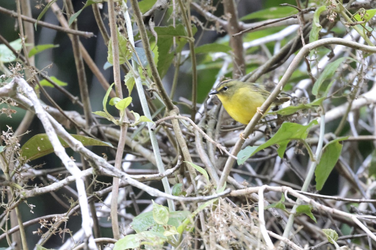 Reinita Bandeada (bivittata/argentinae) - ML621865929