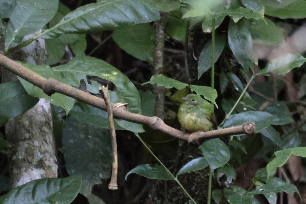 Blue-capped Manakin - ML621865954