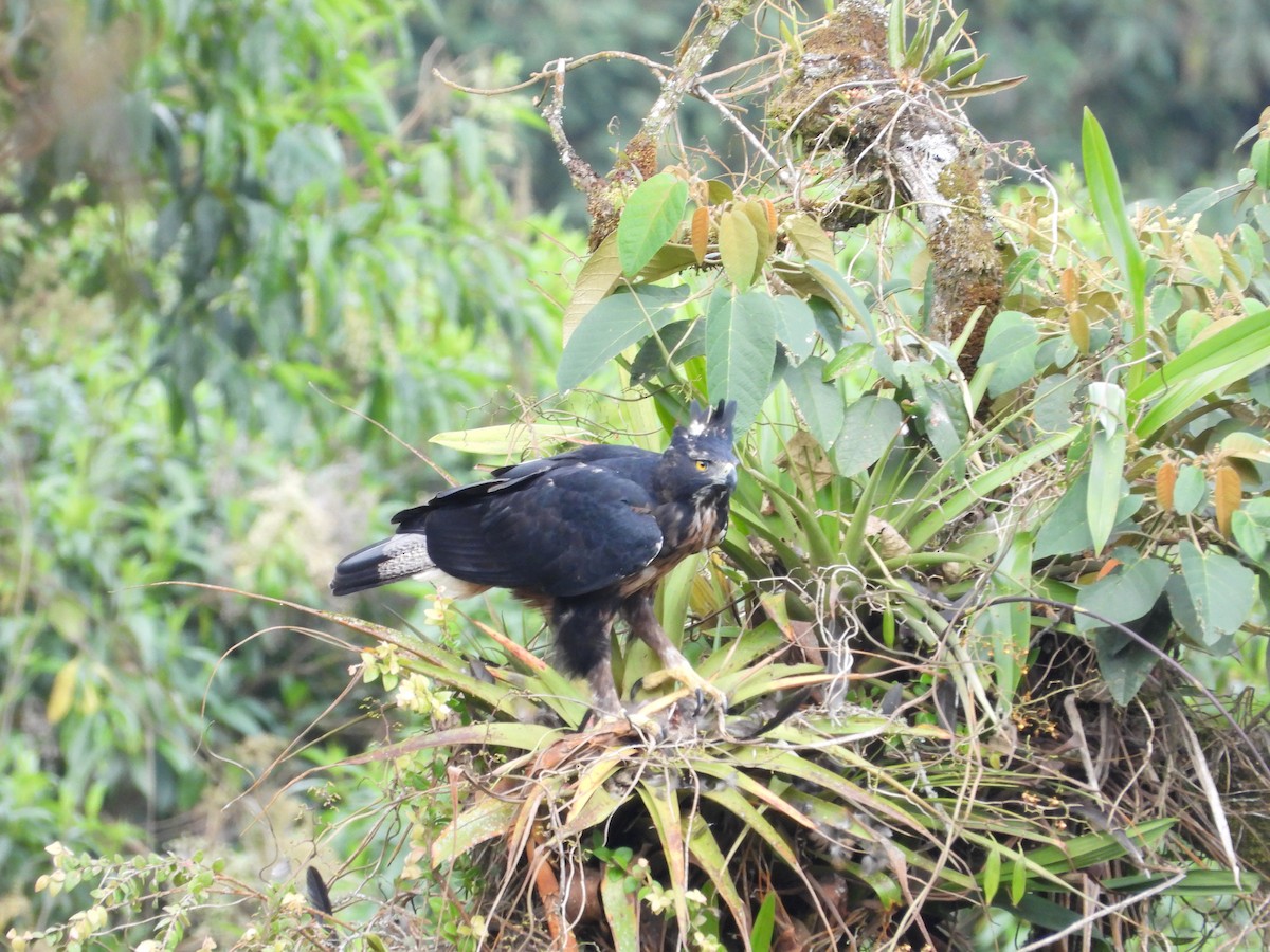 Black-and-chestnut Eagle - ML621866065