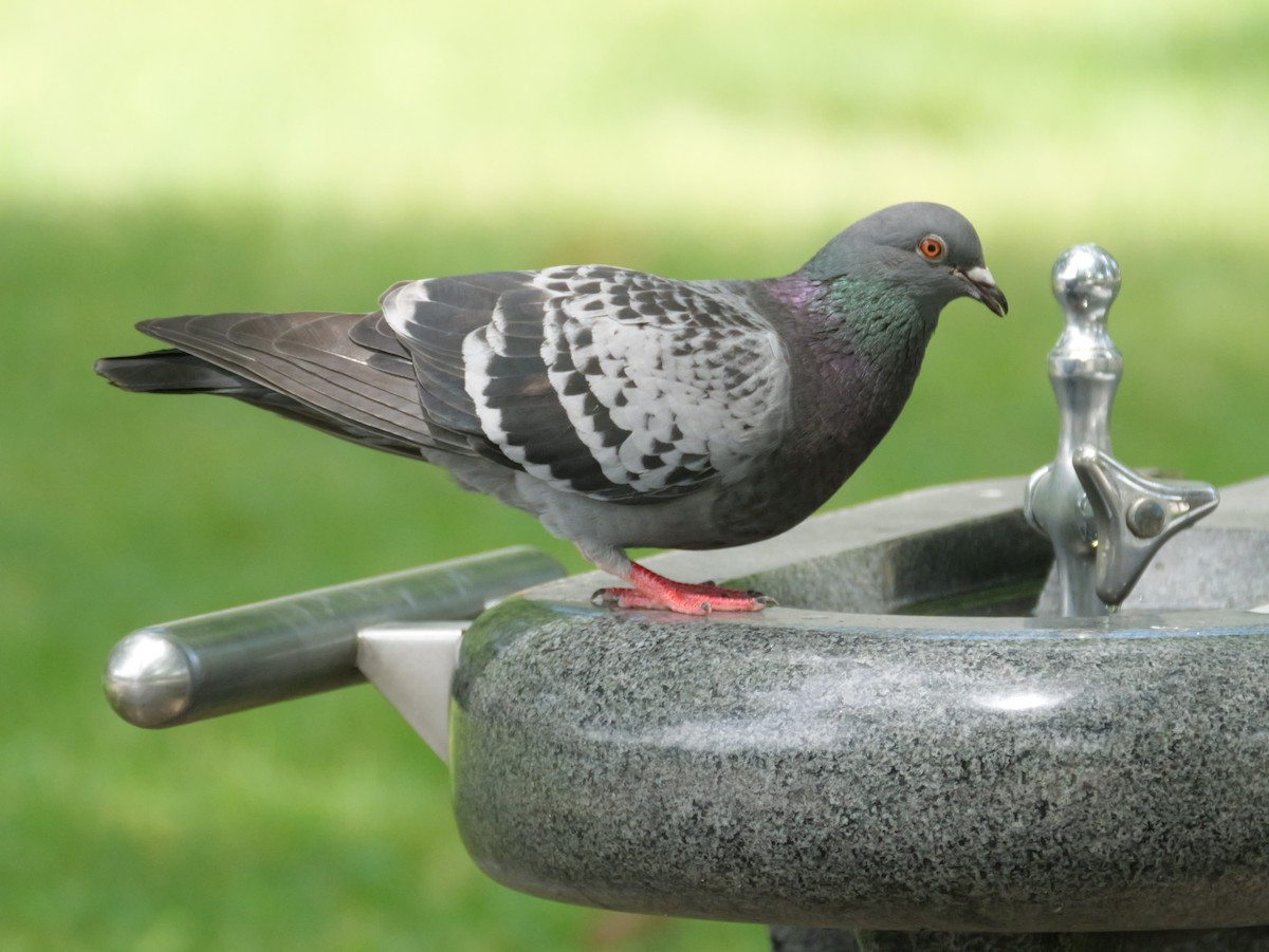 Rock Pigeon (Feral Pigeon) - ML621866079