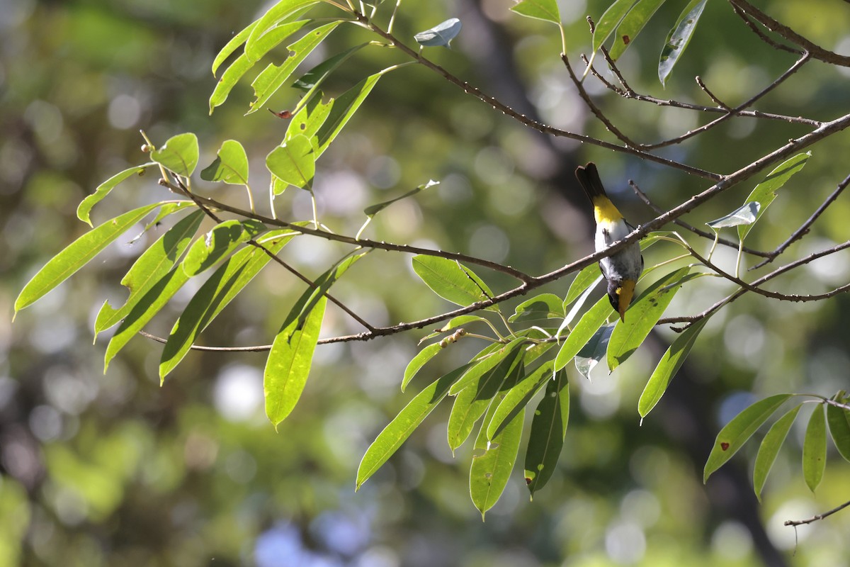 Yellow-backed Tanager - ML621866098