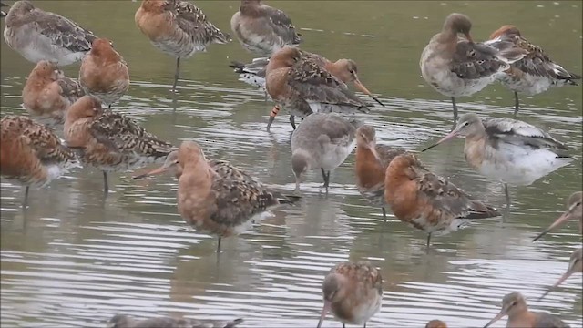 Black-tailed Godwit - ML621866145