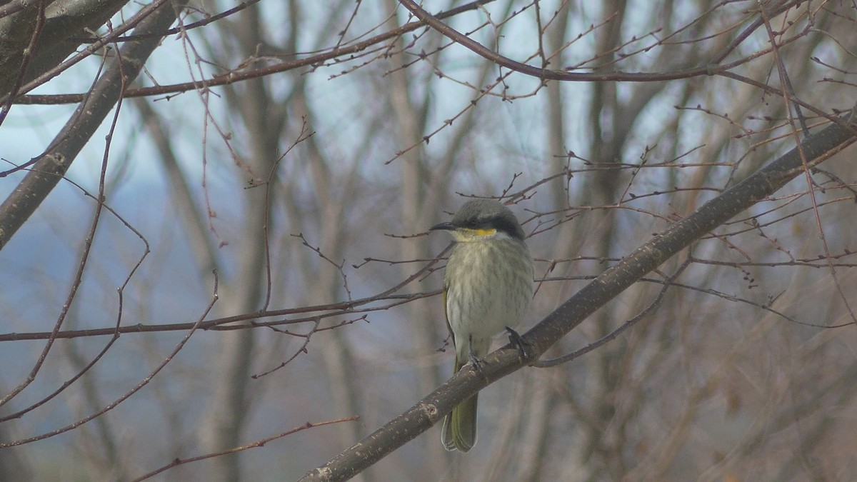 Singing Honeyeater - ML621866171