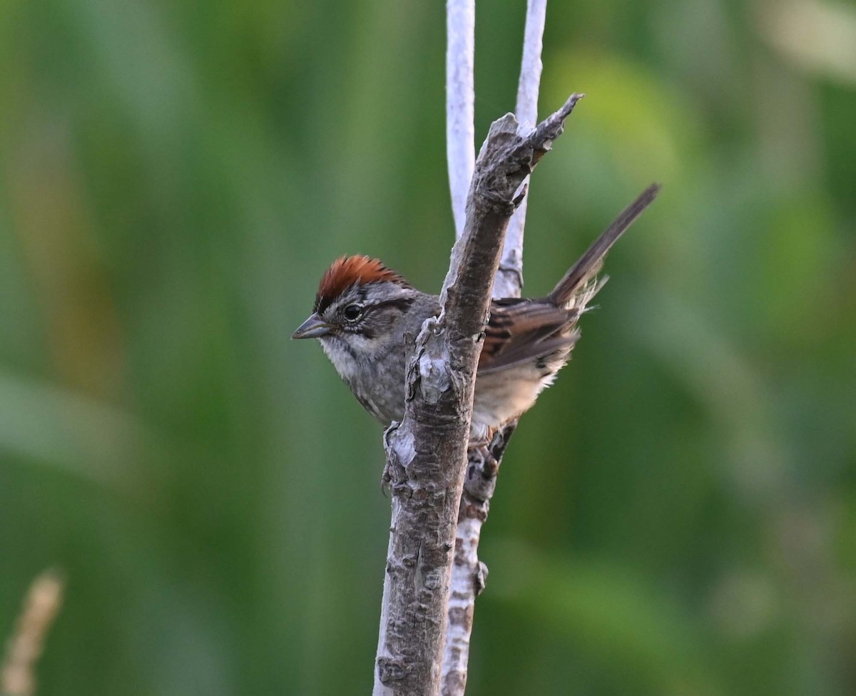 Swamp Sparrow - ML621866189