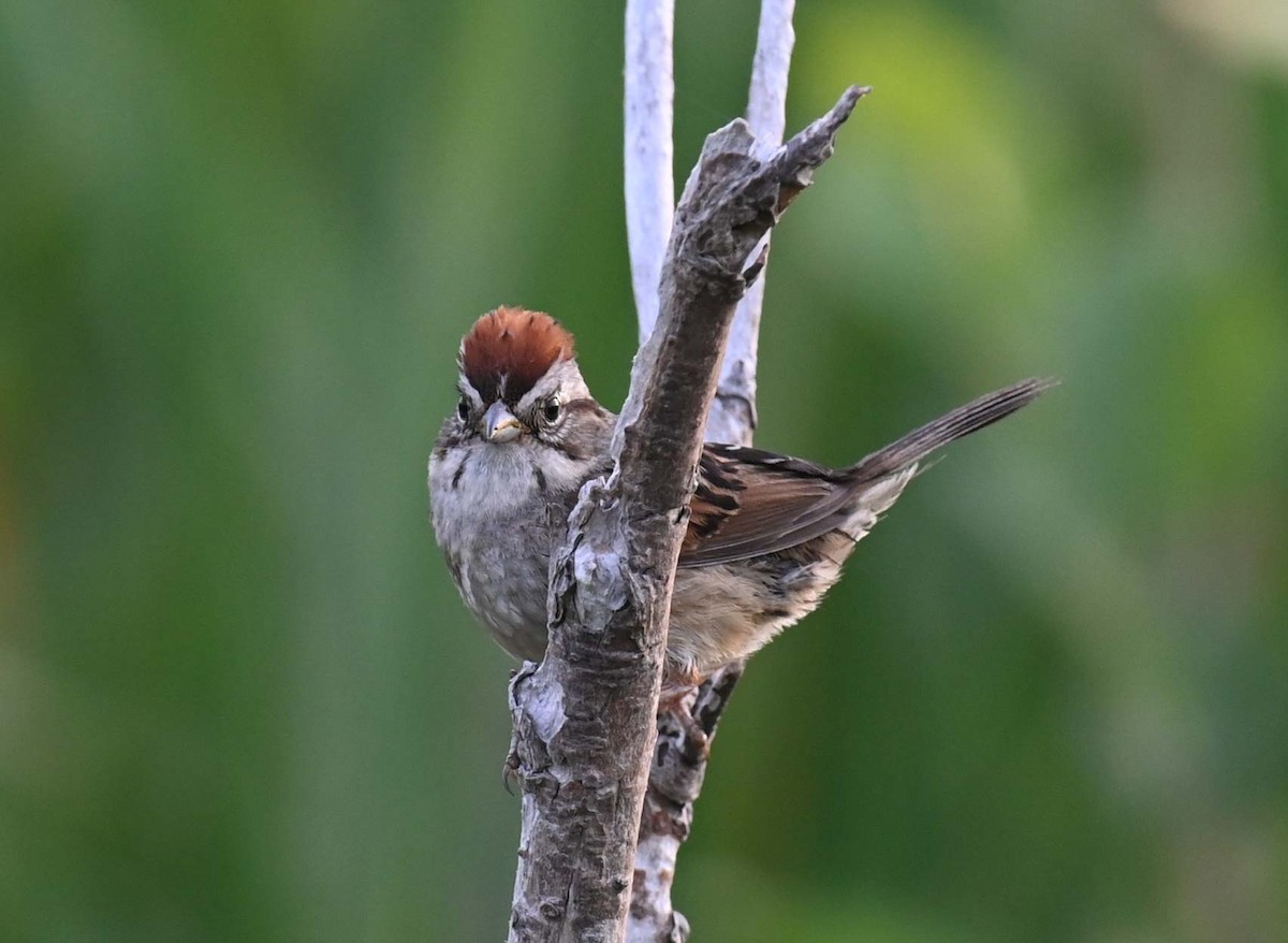 Swamp Sparrow - ML621866190