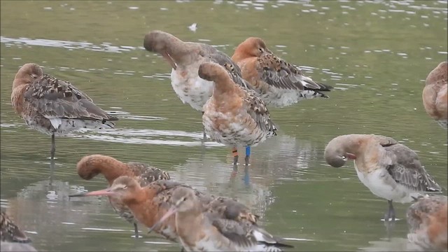 Морин цууцал - ML621866212