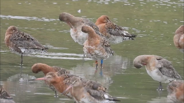 Black-tailed Godwit - ML621866212