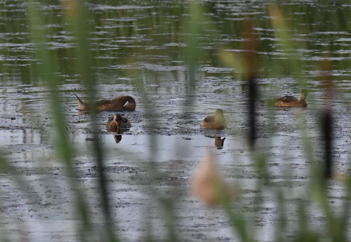 American Wigeon - ML621866214